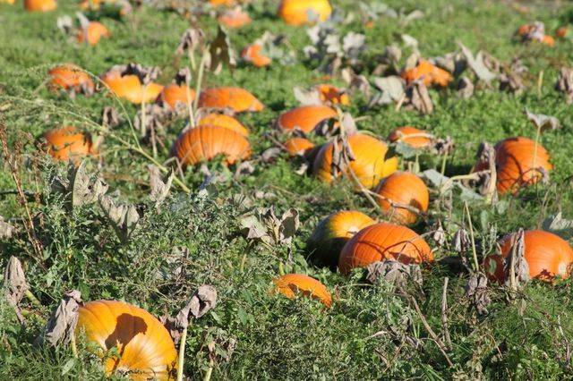 Pumpkin patch  