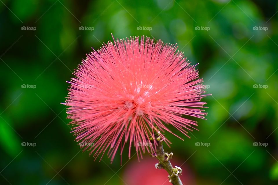 Pink Powder Puff flower, also known as Calliandra, commonly seen in Hawaii.