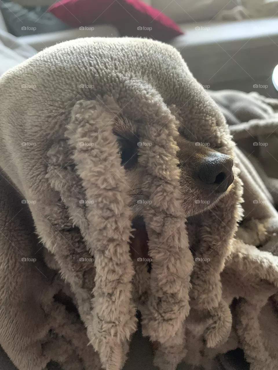 Frozen dog
