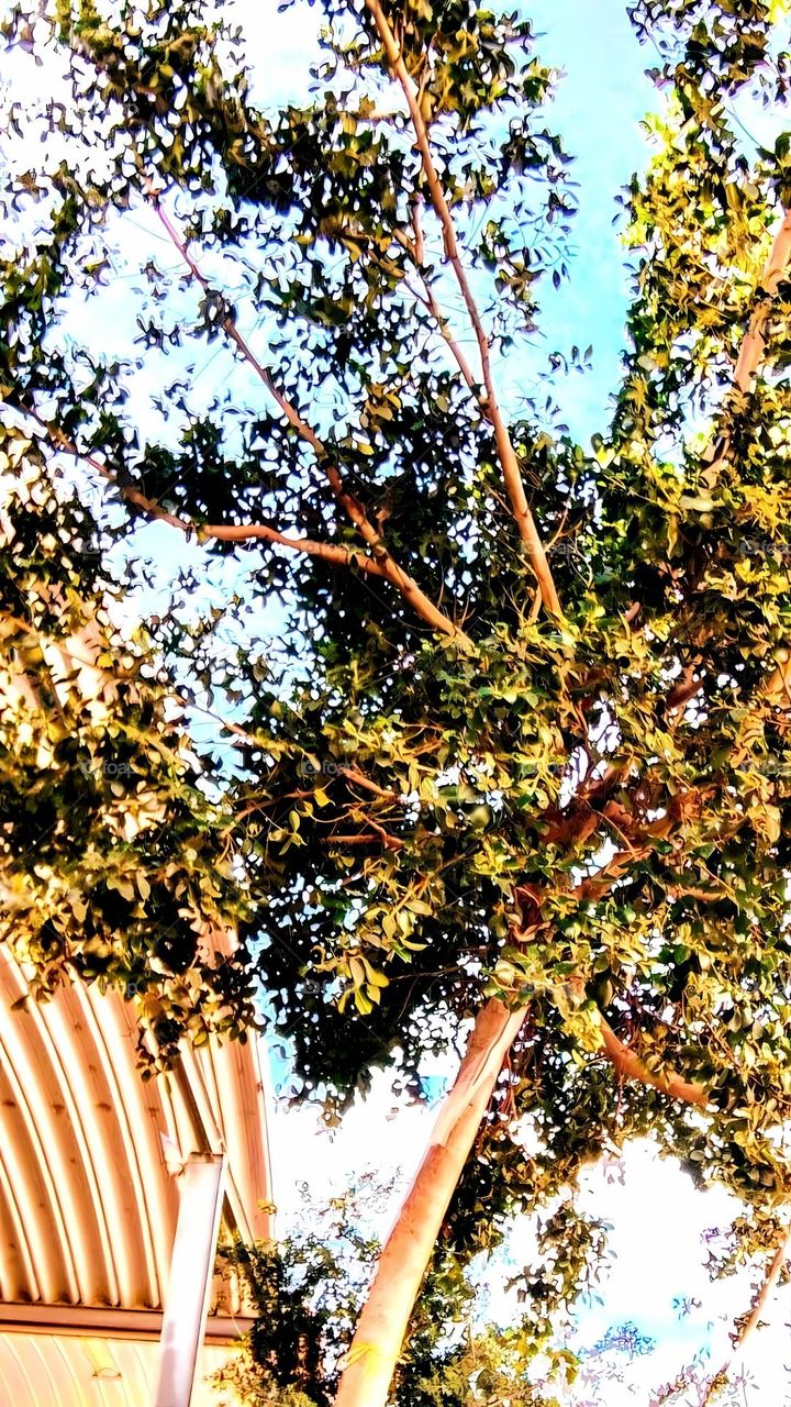 Tree branches sky blue