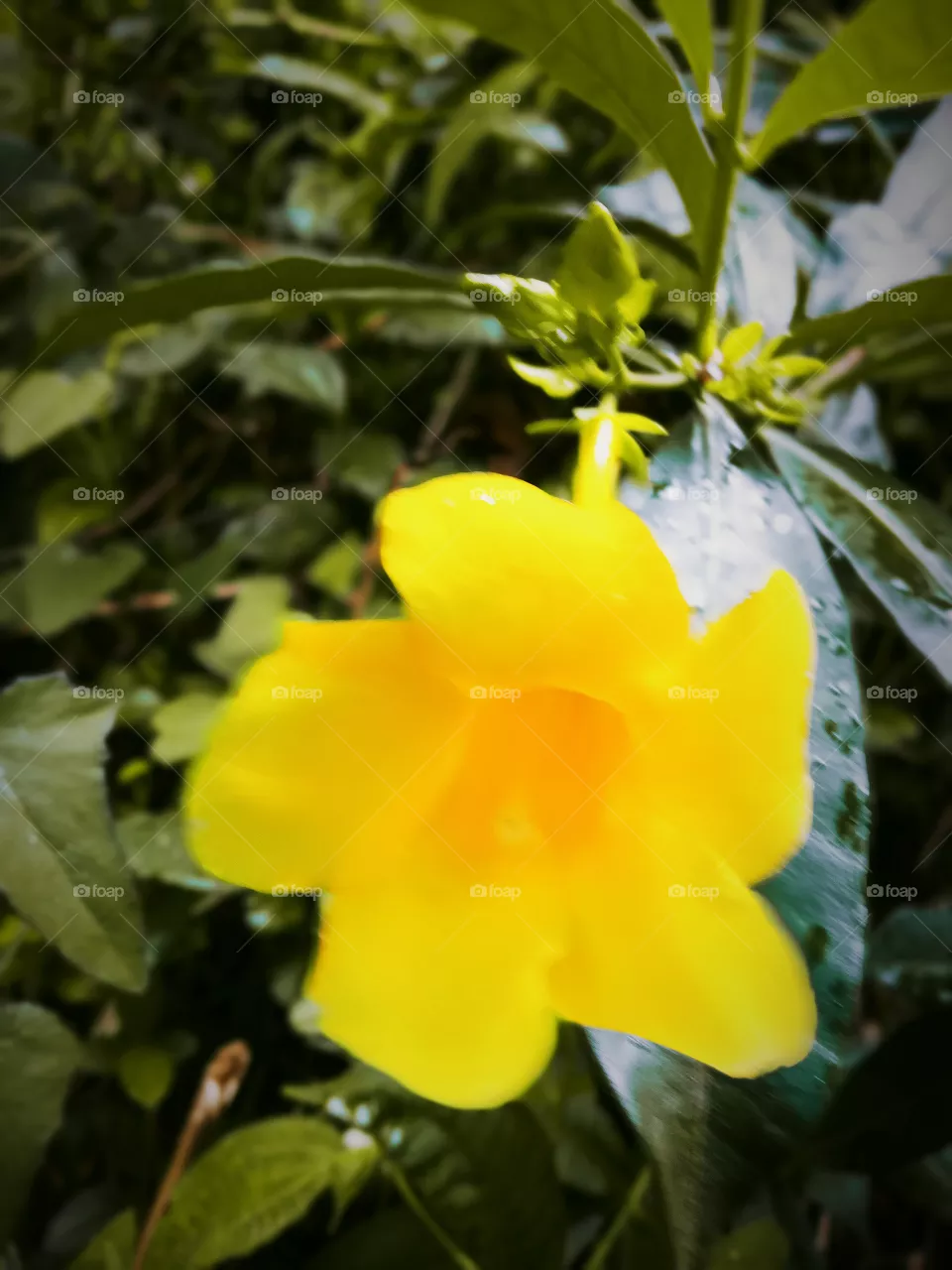yellow flower in Sri Lanka