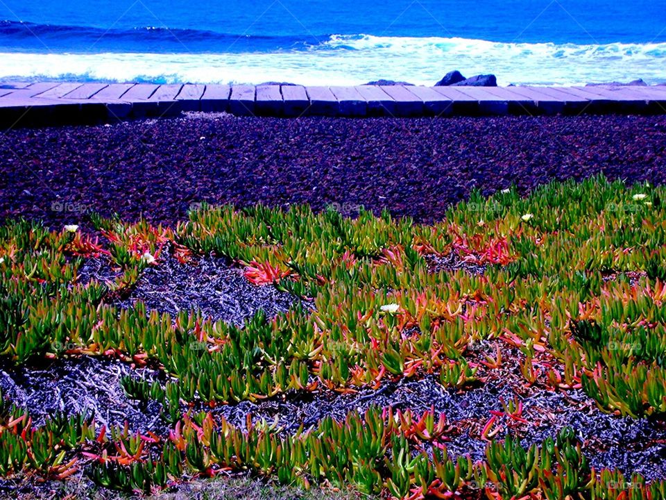 eso grass on the beach