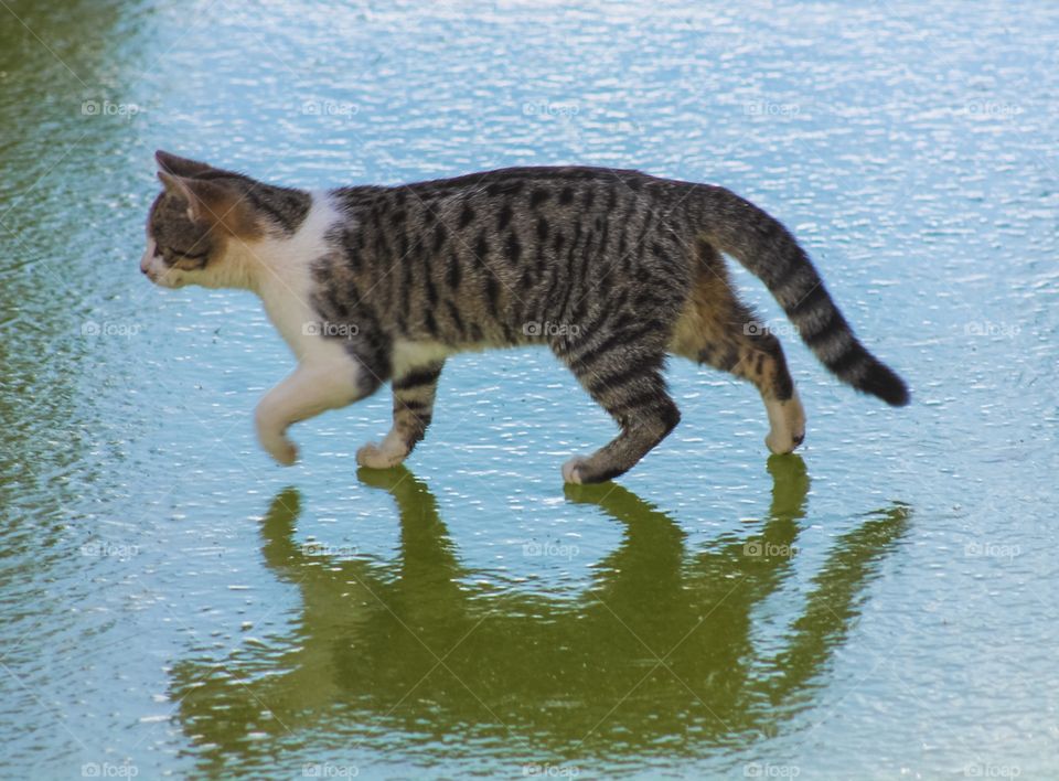 Cat on ice