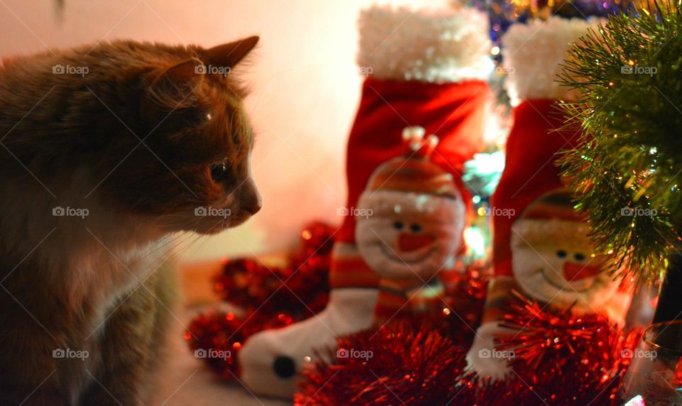 cat and gifts Christmas holiday happy New year 😸
