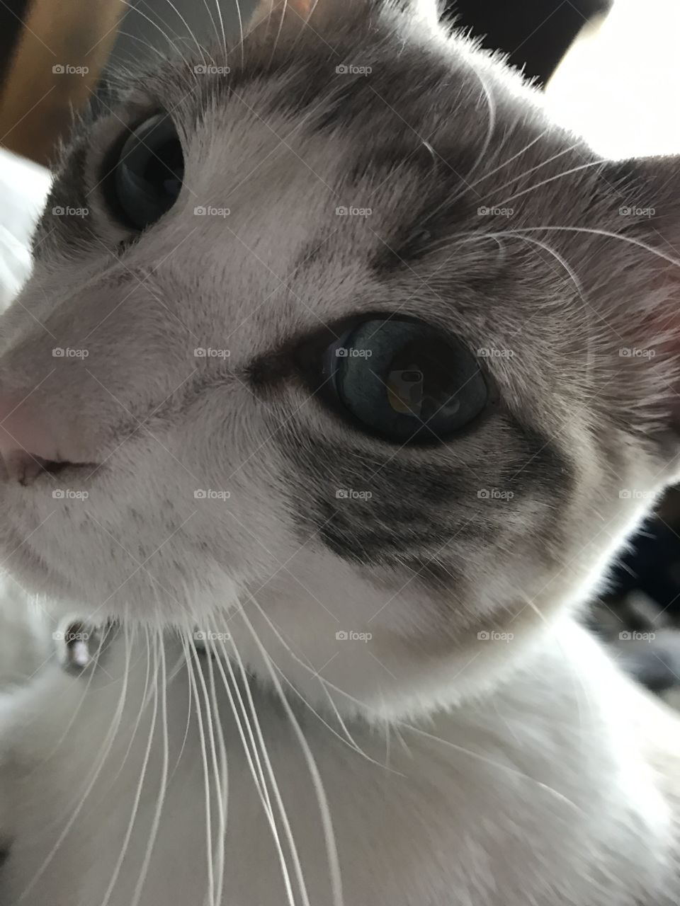 White cat face - phone reflected in eye