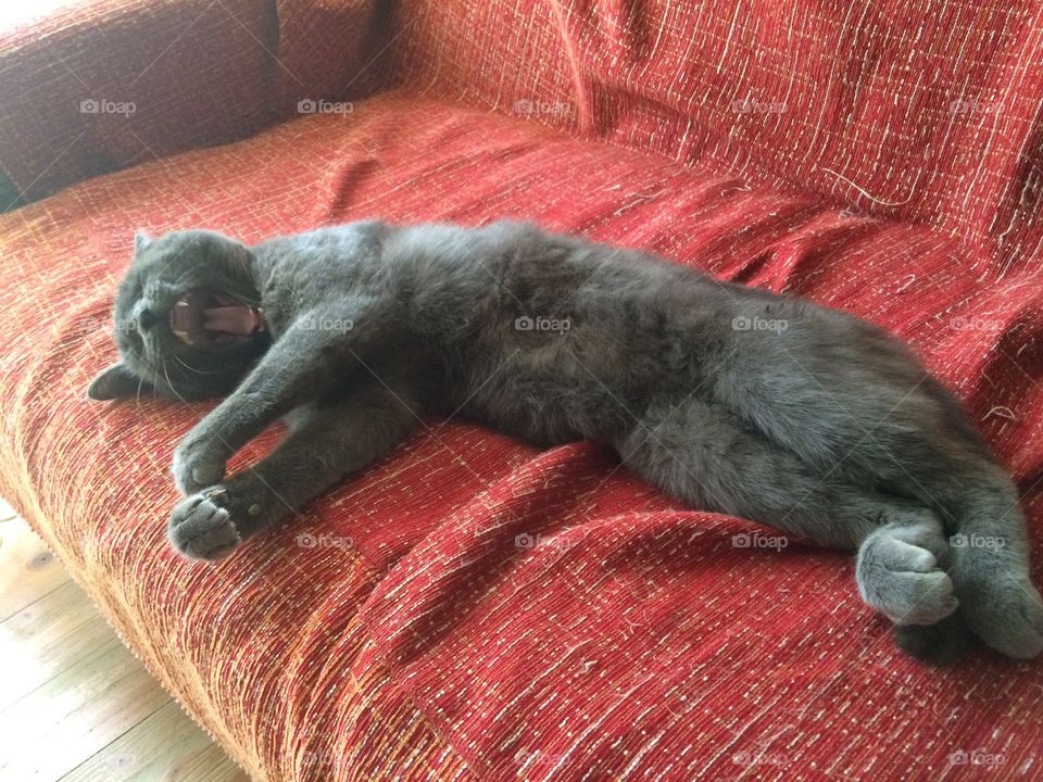 Beautiful chartreux cat yawning. 