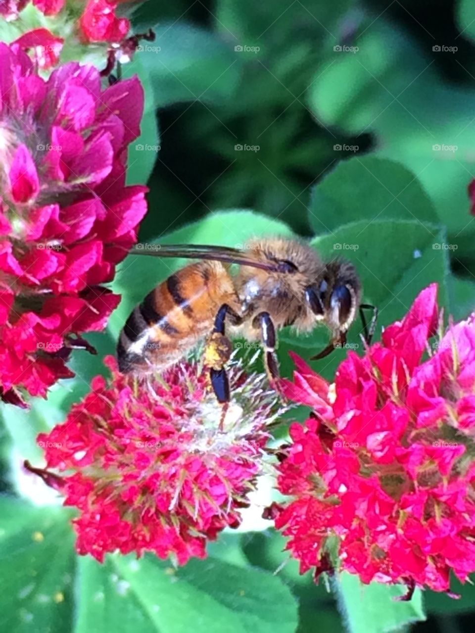 Bee on crimson and clover