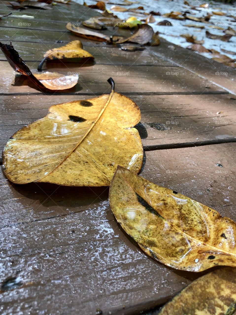 Wet leaves on wooden walkway in the rain 