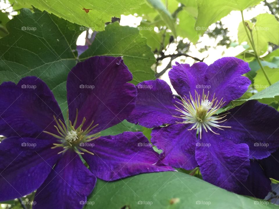 Beautiful clematis