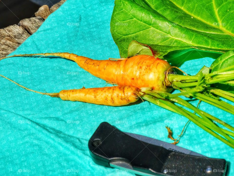 Carrots Harvested Fresh From The Garden
