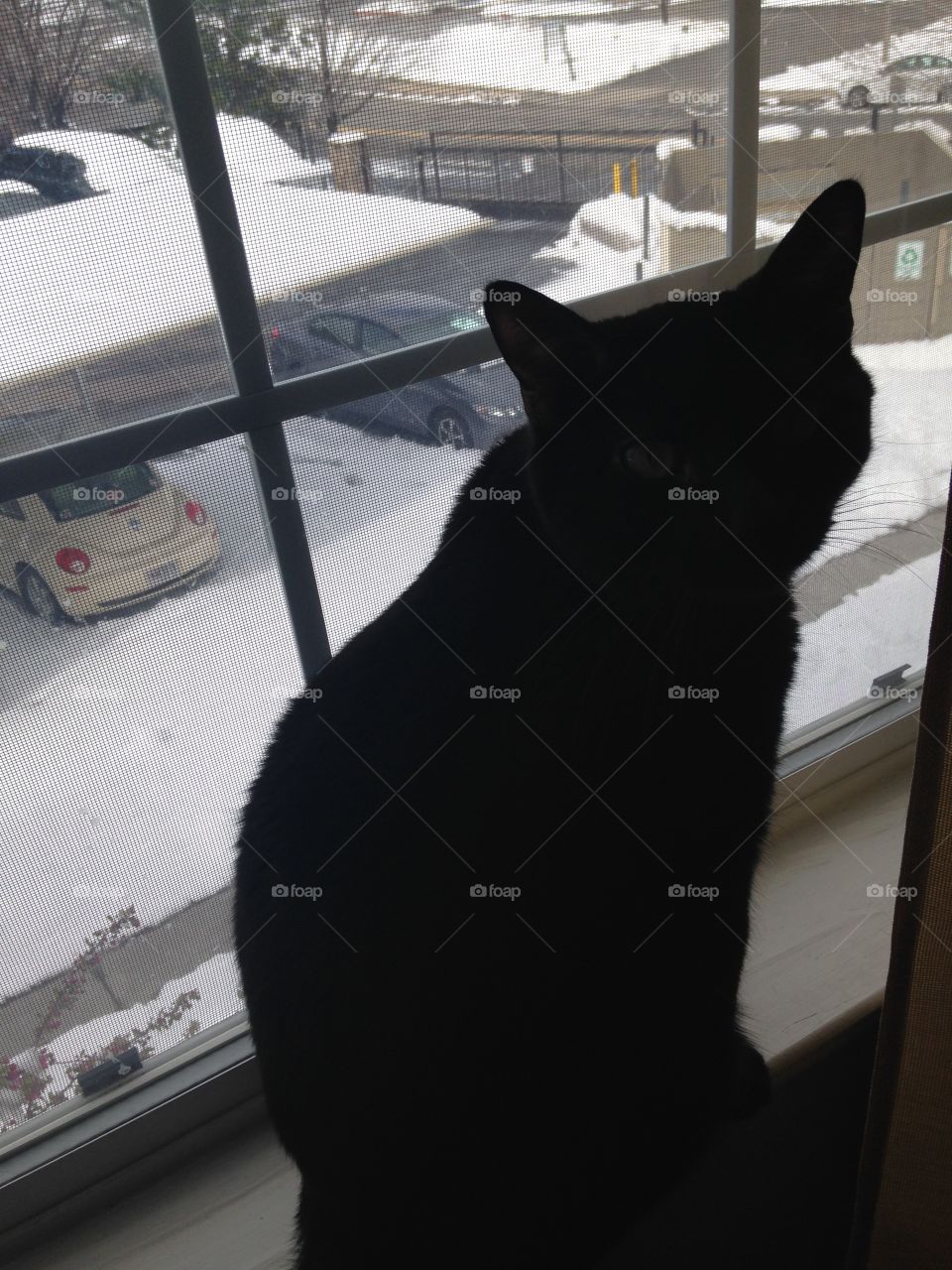 Black cat in window
