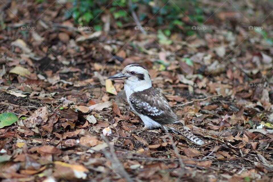 Kookaburra 