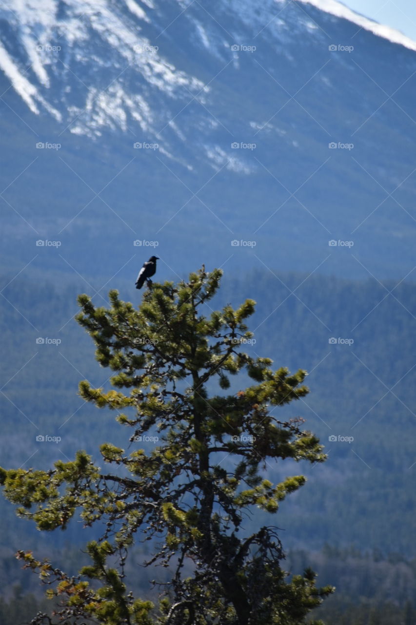 Bird on a tree 