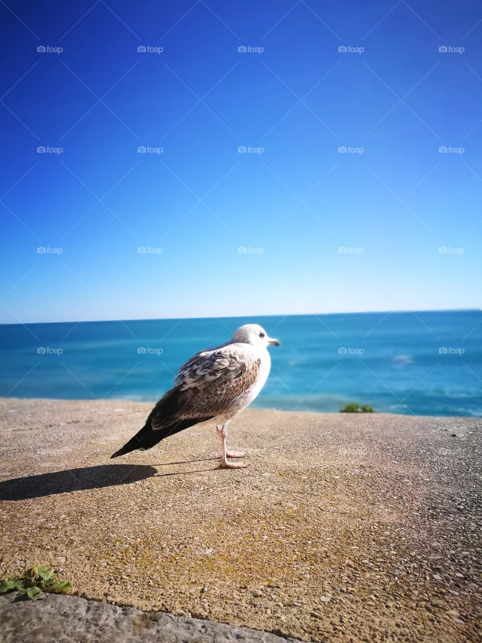 seagul