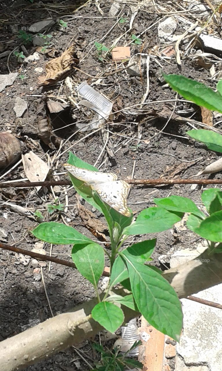 Soil, Ground, Nature, Leaf, Flora
