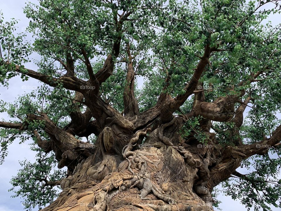 Tree of Life at Animal Kingdom