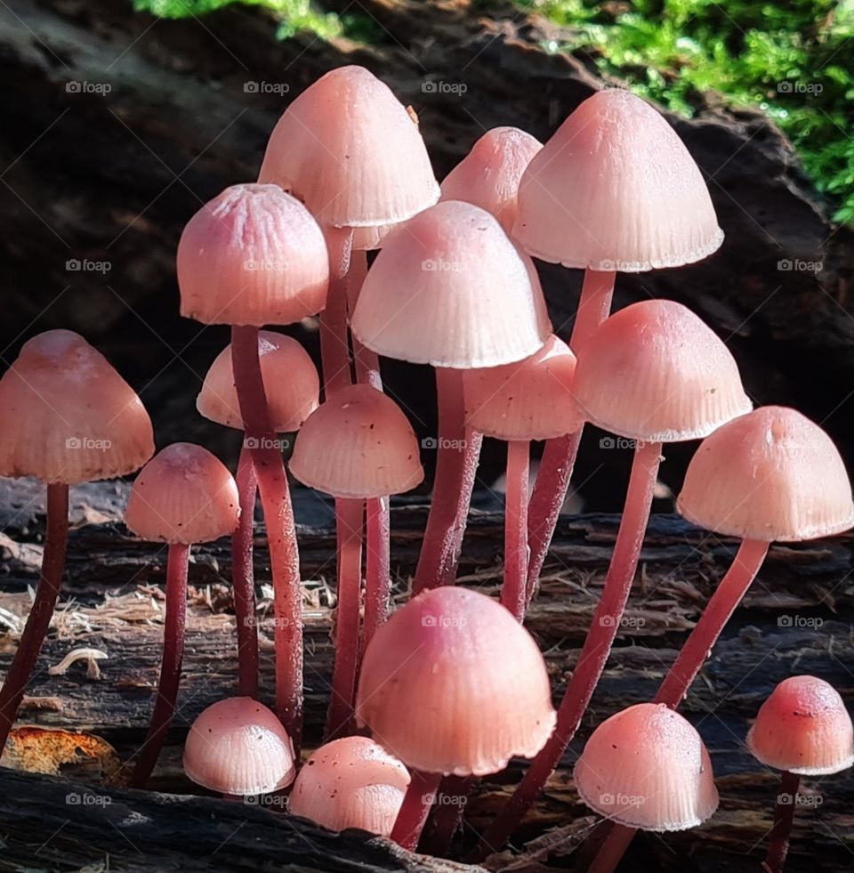 pink mushrooms