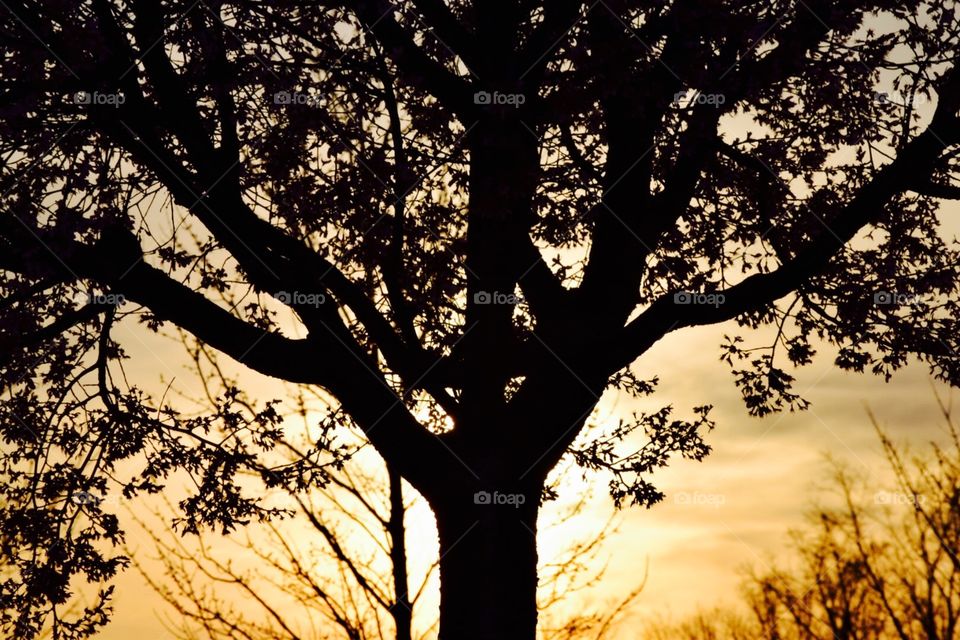 sunset tree silhouette in McDonough, Georgia