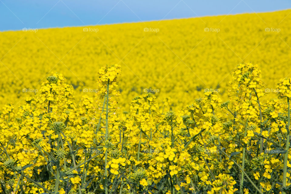 Yellow field of rapeseed flowers