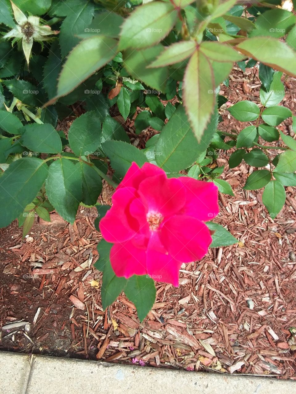 rose bloom