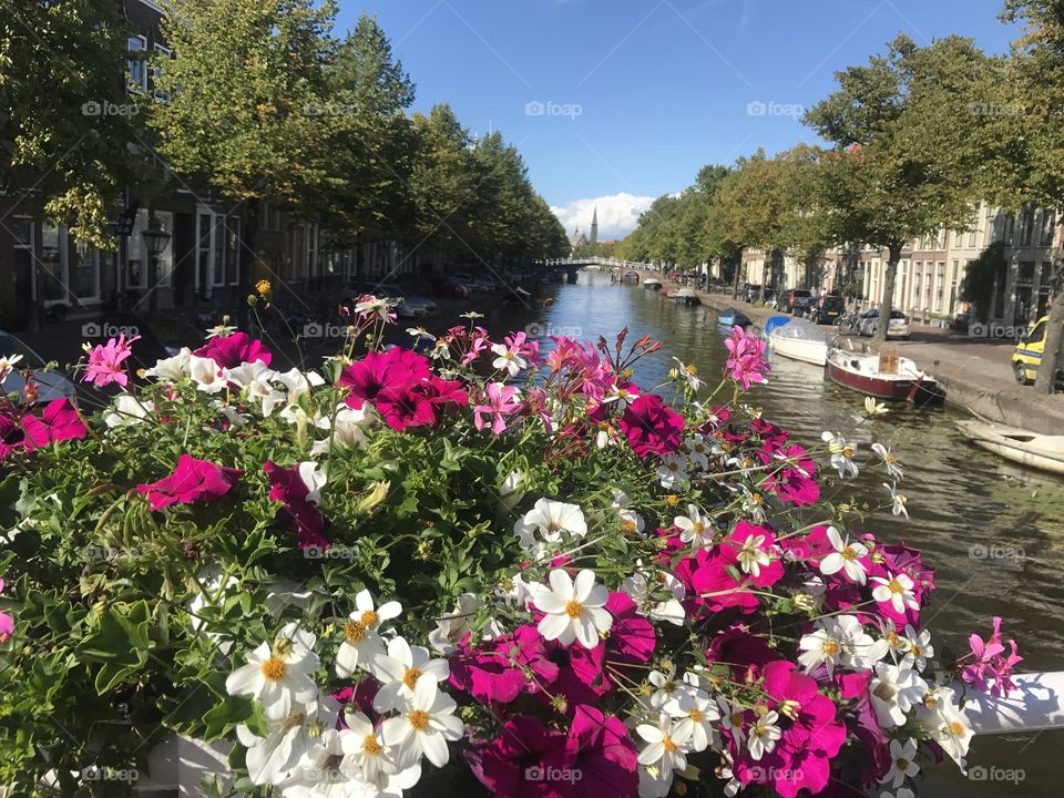 Flowers and a canal