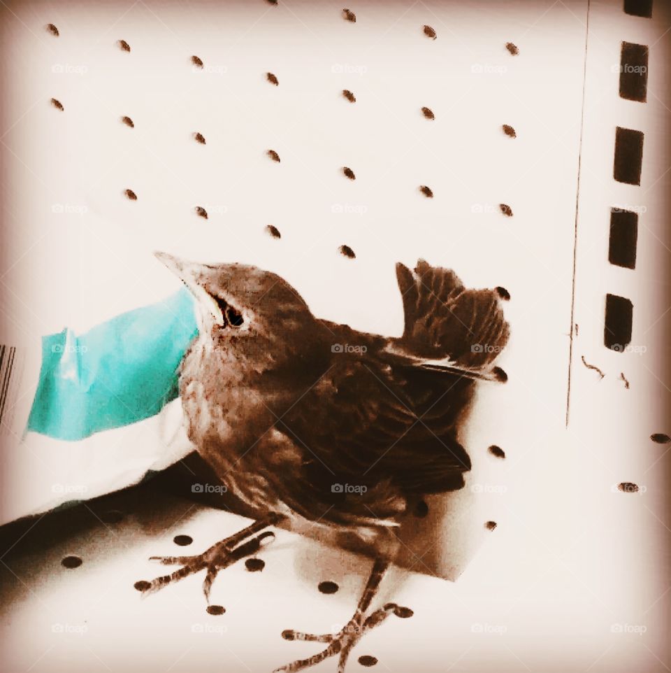 baby bird finds his way onto a store shelf