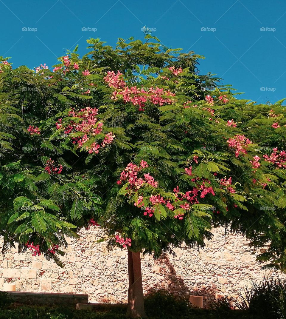 Beauty of summer colors