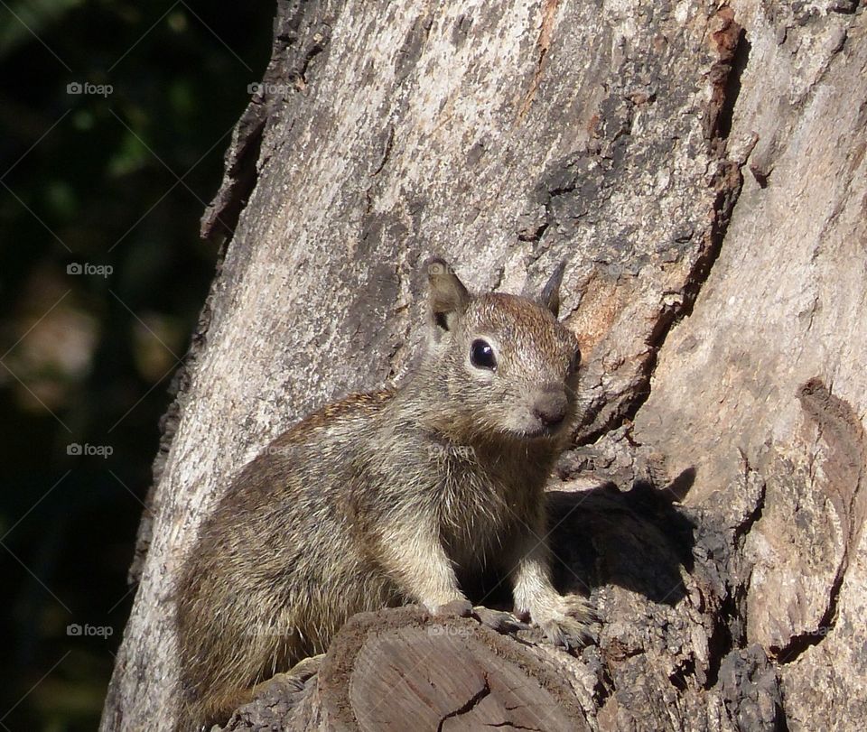 Squirrel on tree trunk