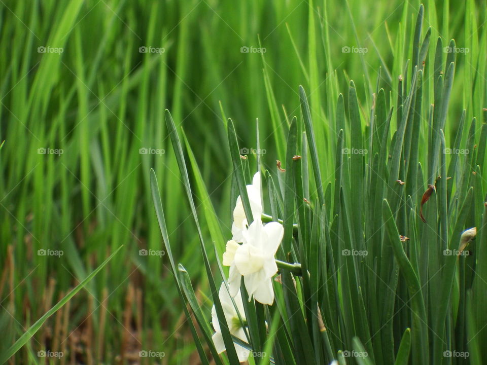 white daffodils in tall green grass