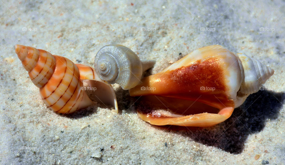 Elevated view of seashells