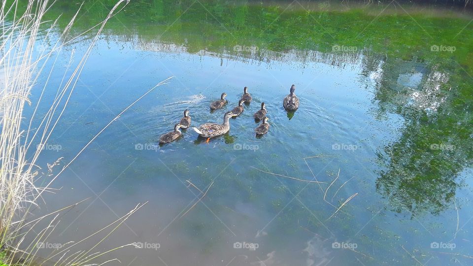 duck family