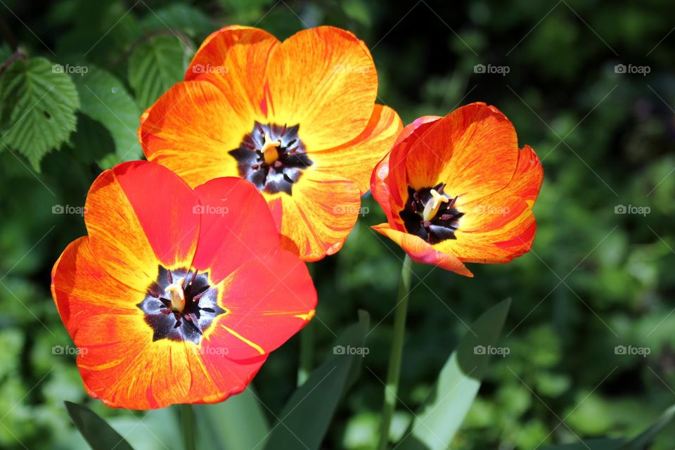 red orange and yellow tulips