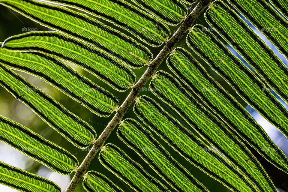 A frond from below the jungle canopy on a beautiful sunny day.