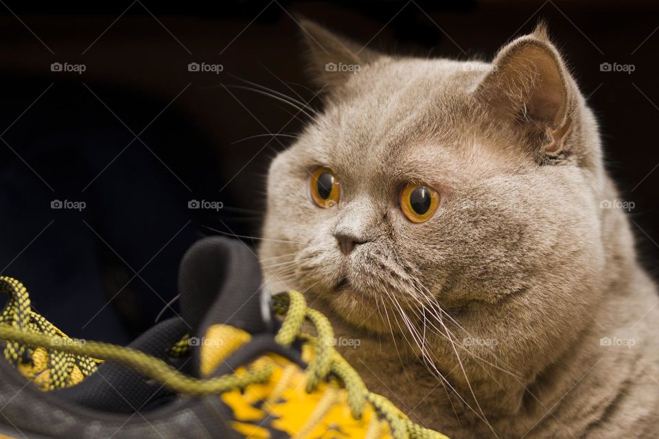 surprised cat close up portrait