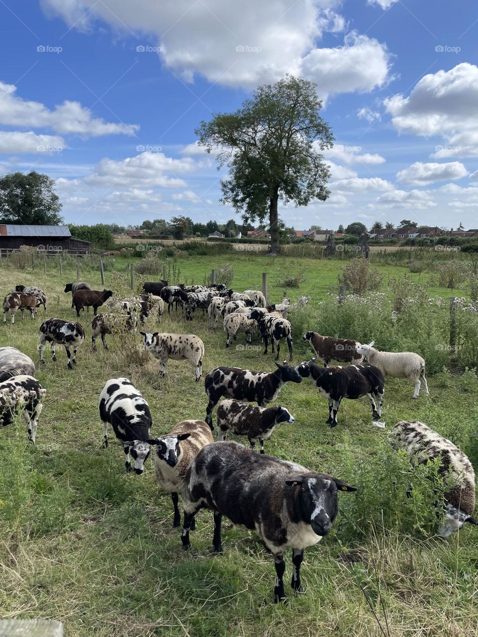 Saw these arrive yesterday out of a cattle truck .. they look so happy to be free again ! Strange colourway though … if any foaper out there knows the breed let me know 🐑