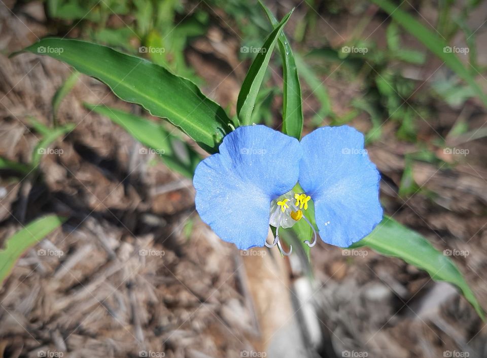 A continuation of heaven in this flower.