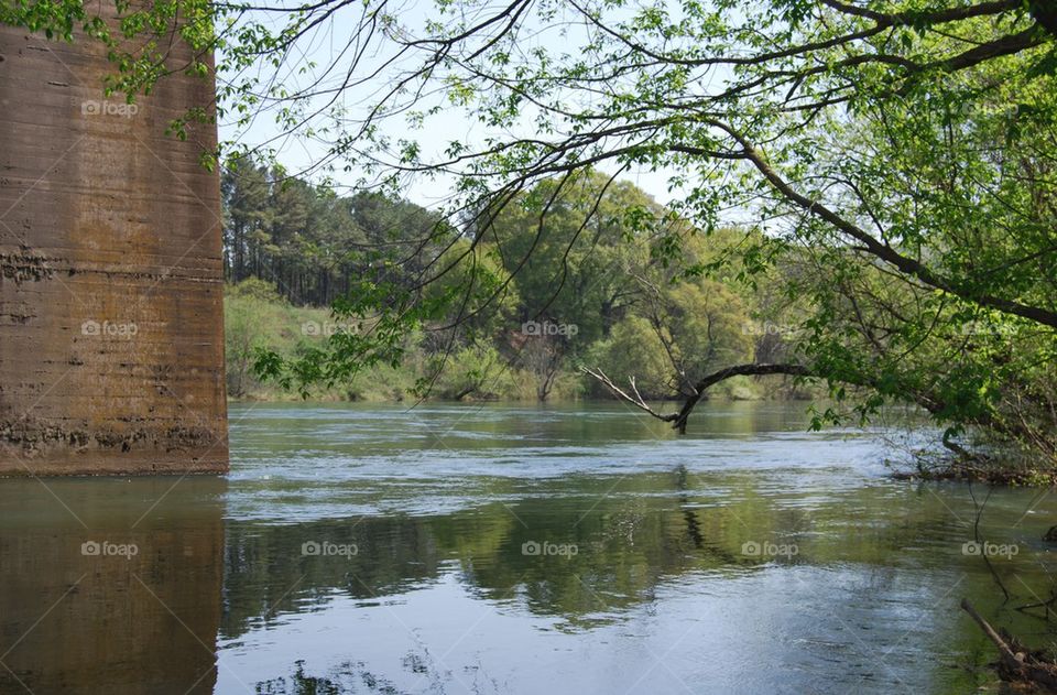 River trees