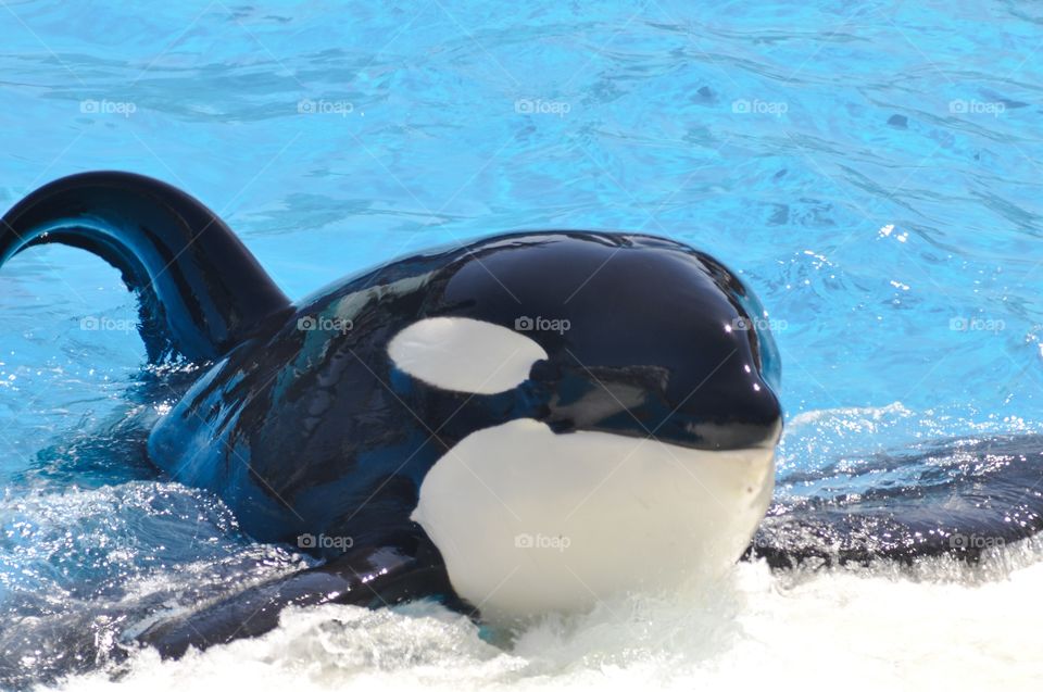 SeaWorld recently announced they were phasing out their famous killer whale shows.