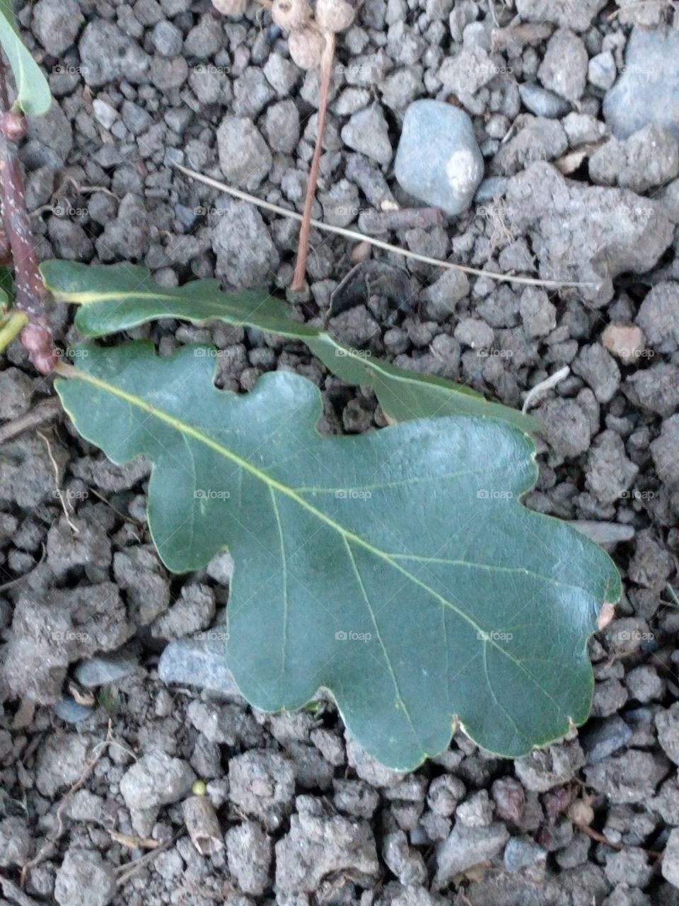 White oak leaf