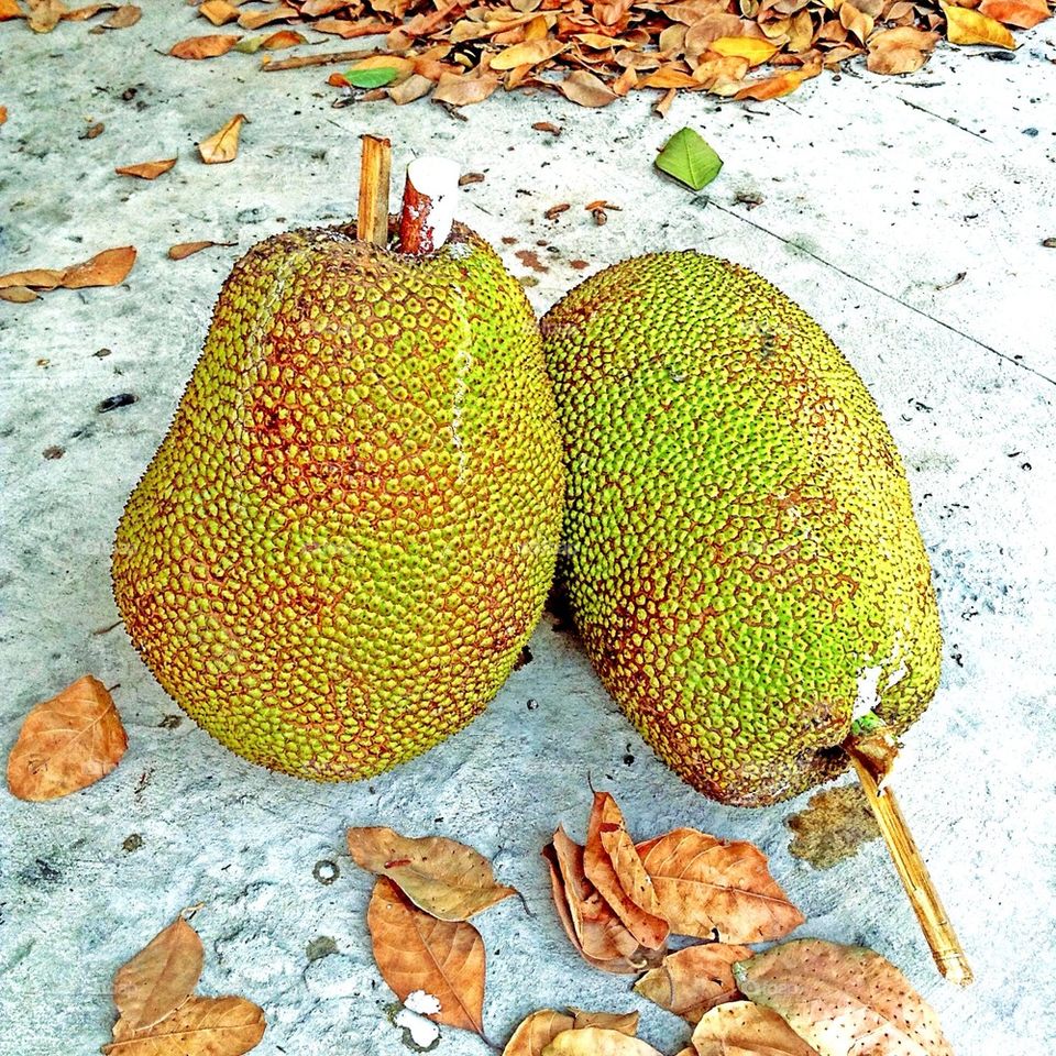 Big jackfruits