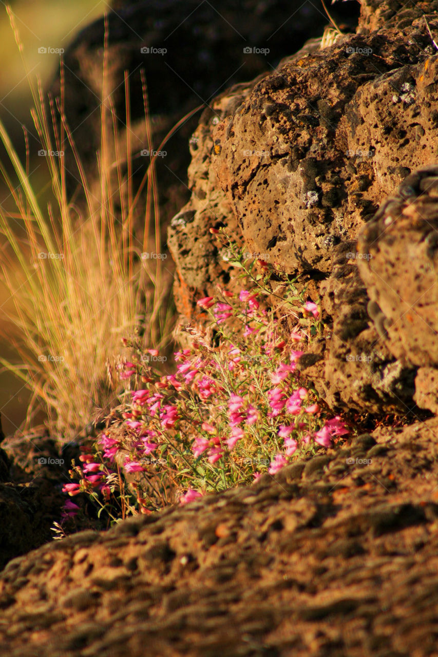 landscape pink flower rocks by mmcook