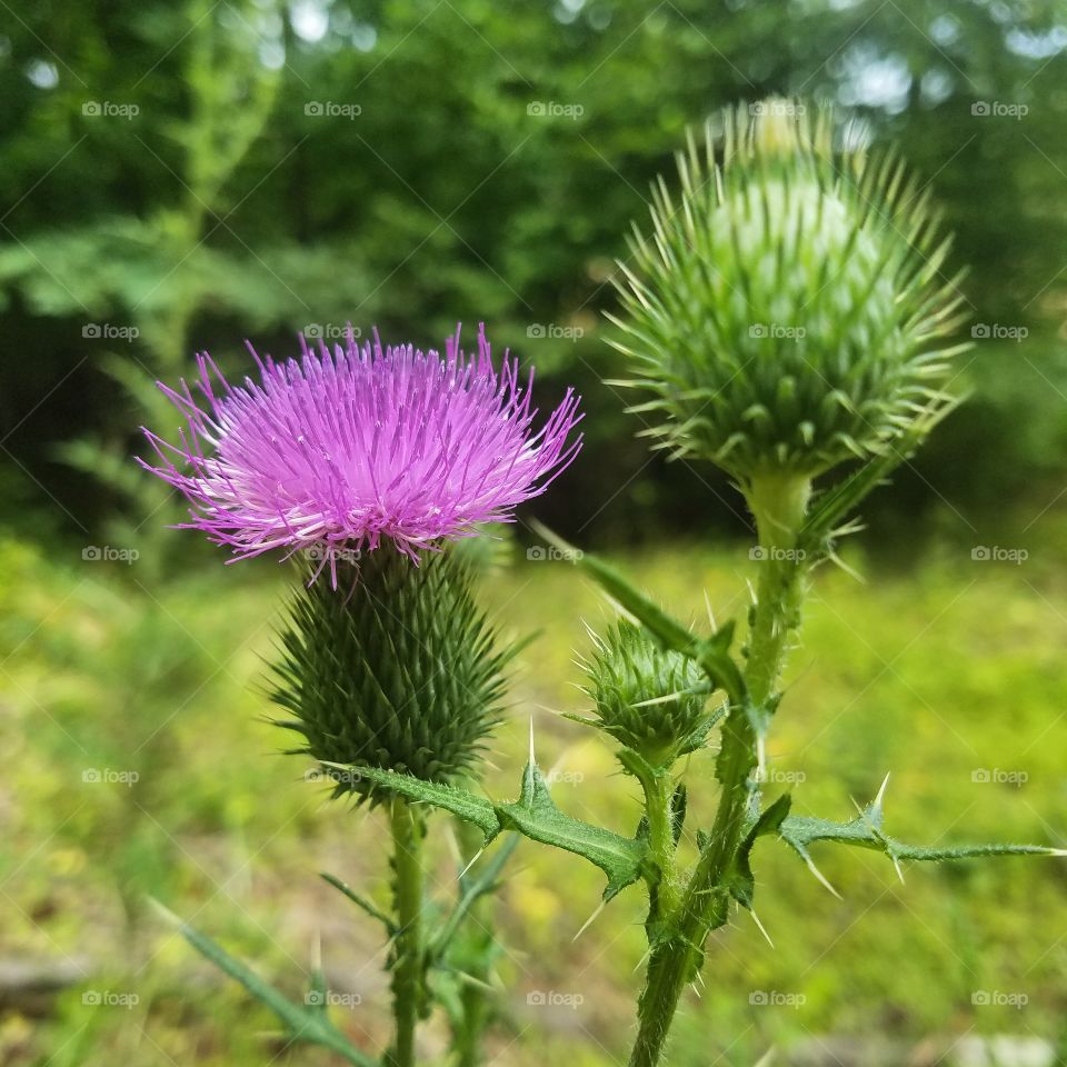 Thistle