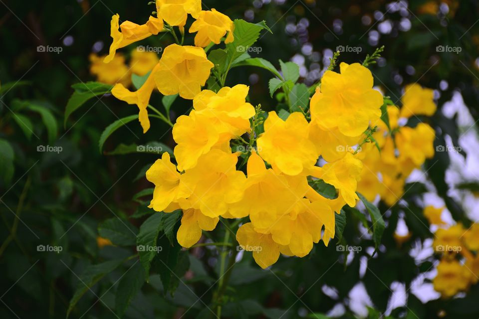 Beautiful yellow flowers with green leaf background