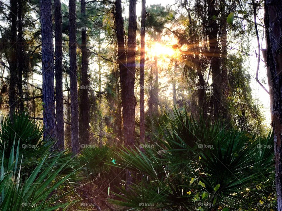 Sunlight through the forest 