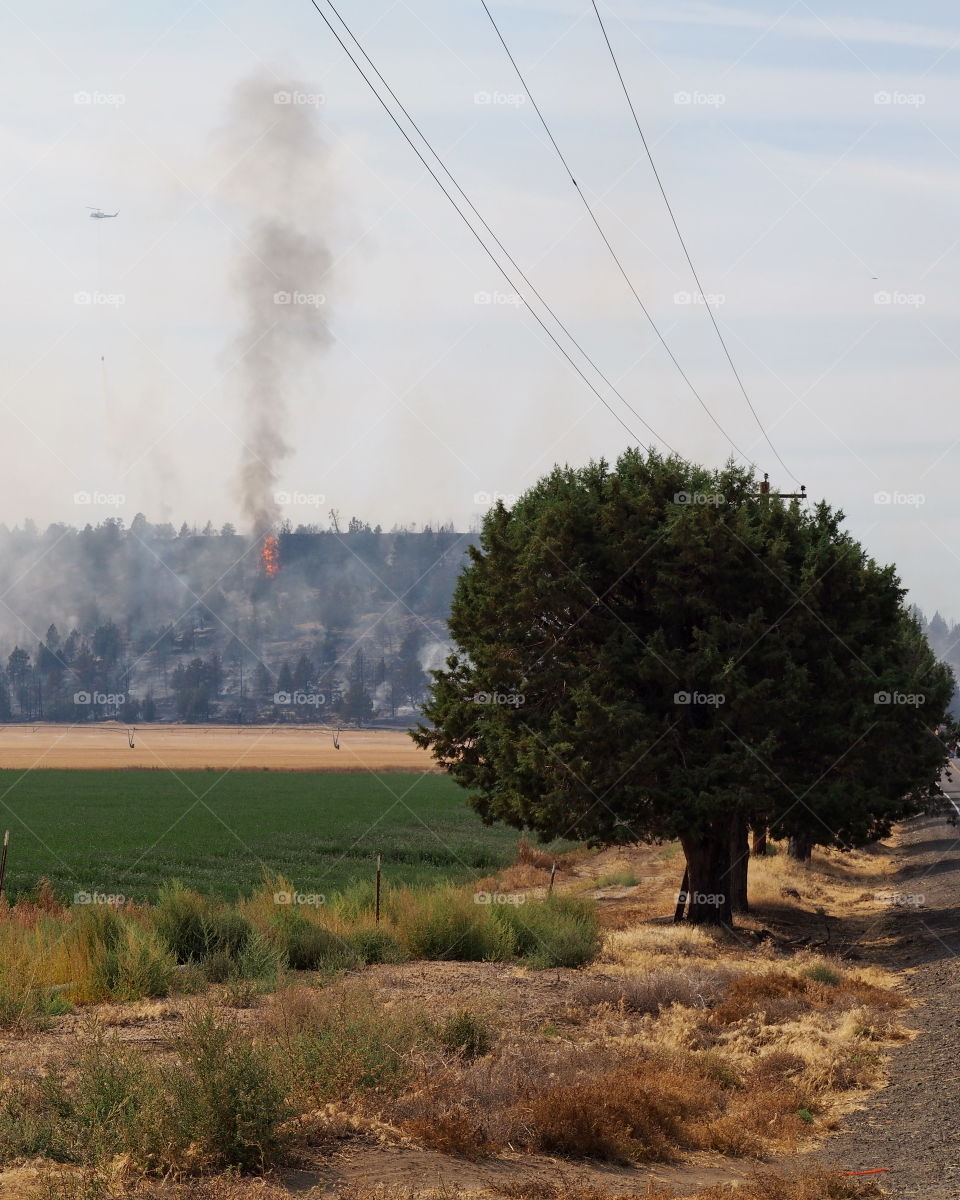 Emergency Services fights a Juniper Tree Forest Fire in rural Central Oregon that burns on a hill at the edge of rich farmland on a hot summer day. 