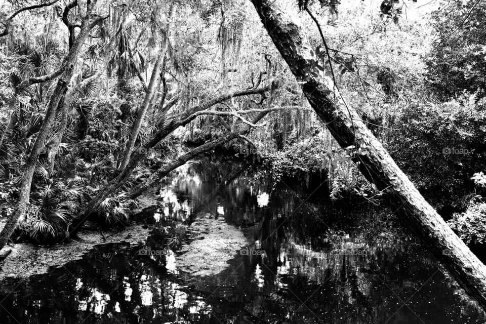 Black and white forest reflection