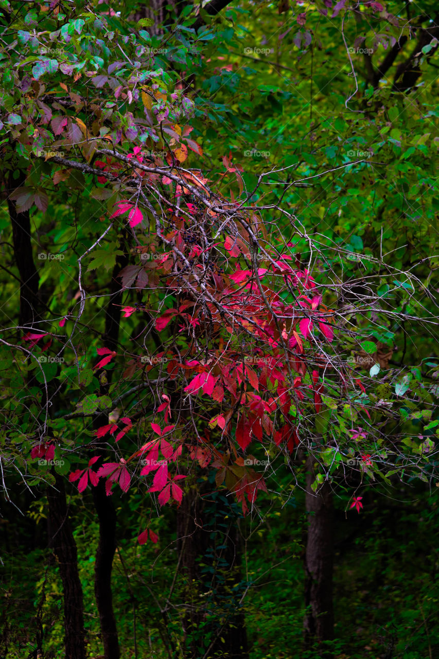 bright red leaves