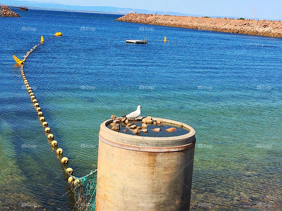 A seagull's surprise fresh water makeshift birdbath, south Australia 