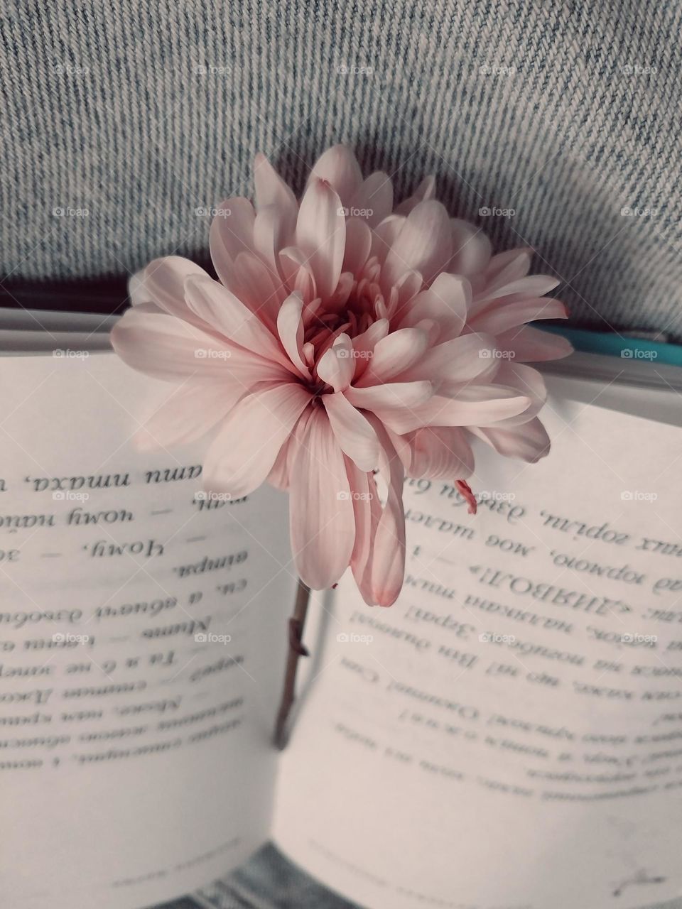 a flower and an open book