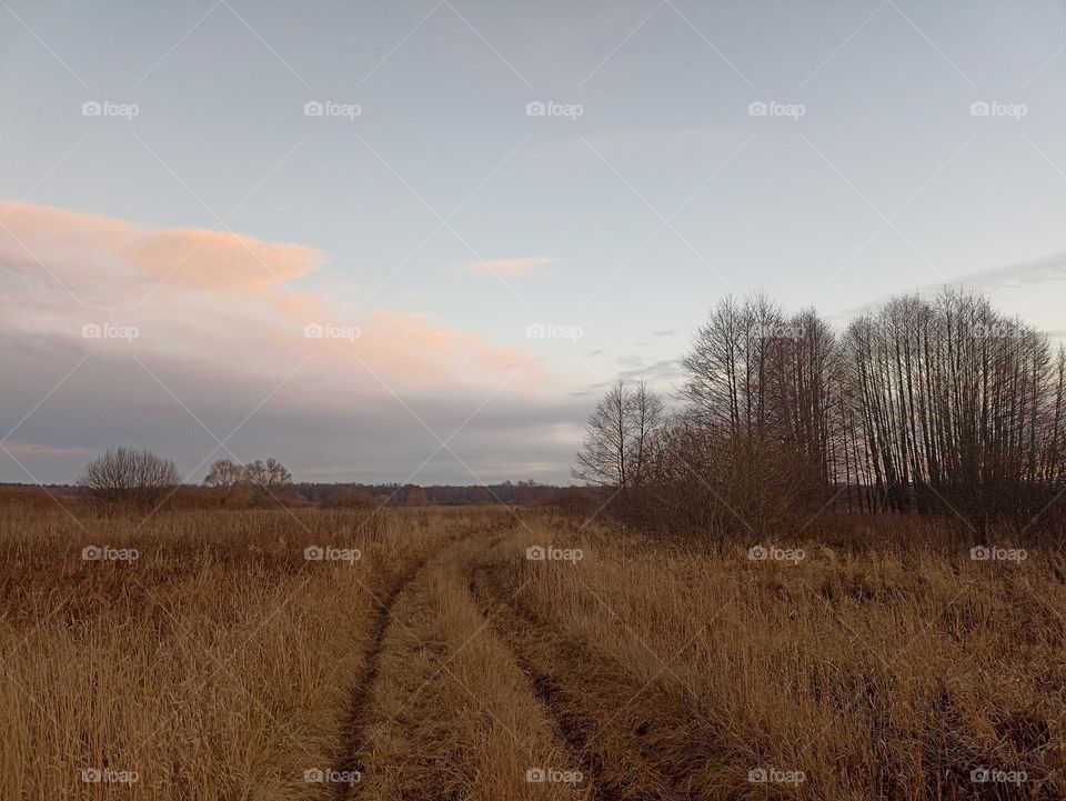 The way to the forest